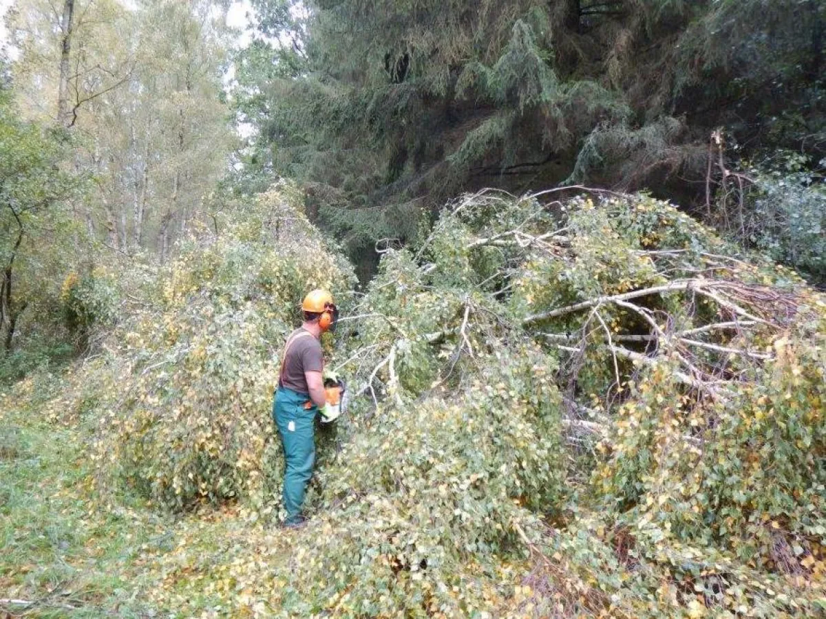 Nationalparkmitarbeiter zersägen einen umgefallenen Baum, Foto: M. Fuhrmann, Nationalparkamt Müritz
