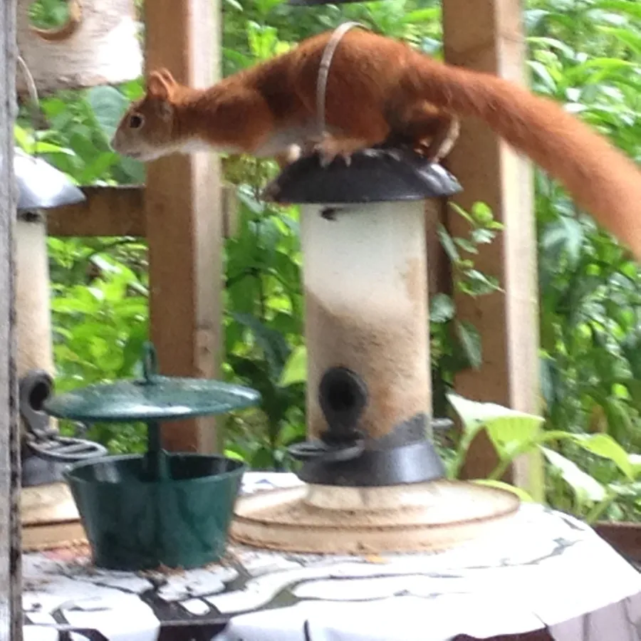 Fehlgeleiteter Vogel