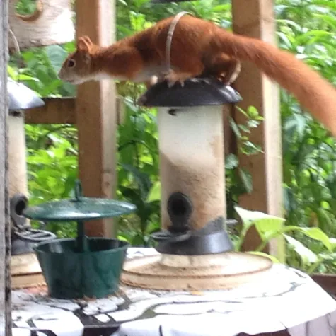 Papolupatal Hörbuch Bild: Papolupatal Hörbuch