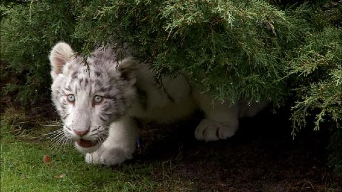Noch ahnt Tiger Pipo nicht, dass er heute in den Serengeti Park umziehen soll