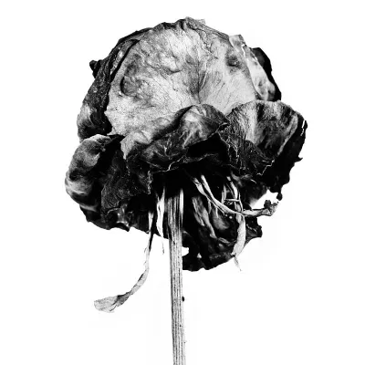 Bild: Blütenträume für die Ewigkeit - Umwelfotofestival "horizonte zingst" 2011