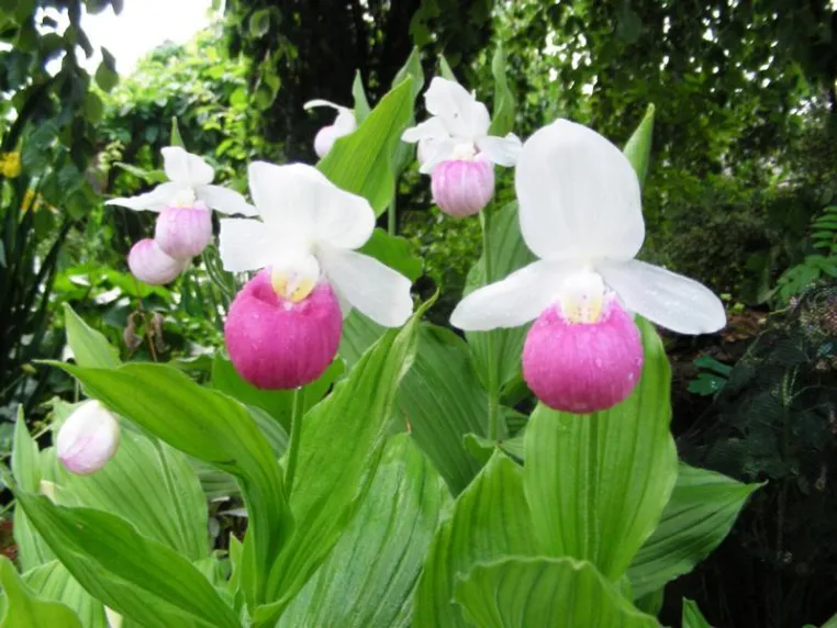 Bild: Orchideen im heimischen Garten – Wenn Biotechnologie sich mit gärtnerischer Tradition verbindet