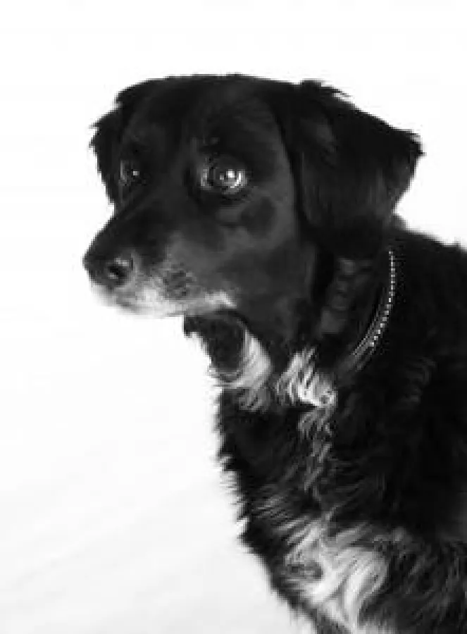 Urlaub mit Hund auf Hundeurlaub.de