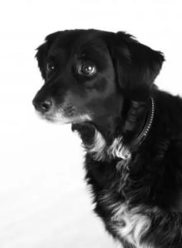 Kofferpacken mit dem Hund - Urlaub mit Hund Bild: Kofferpacken mit dem Hund - Urlaub mit Hund