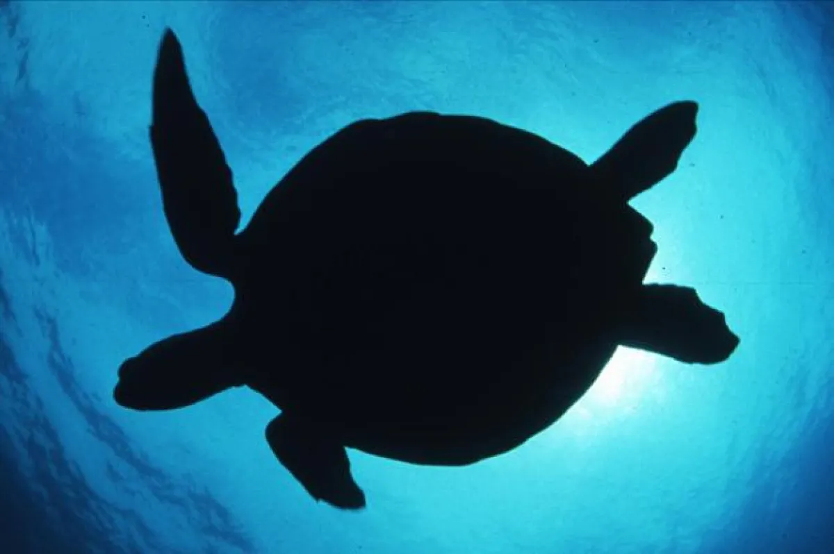 Unterwasserfotografie mit Herbert Frei