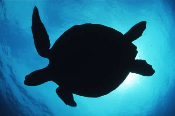 Herbert Frei lädt ein zur Unterwasserfotografie in São Tomé, Afrika Bild: Herbert Frei lädt ein zur Unterwasserfotografie in São Tomé, Afrika