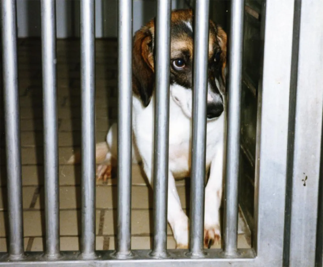 Foto frei nutzbar mit Quelle: Ärzte gegen Tierversuche e.V.