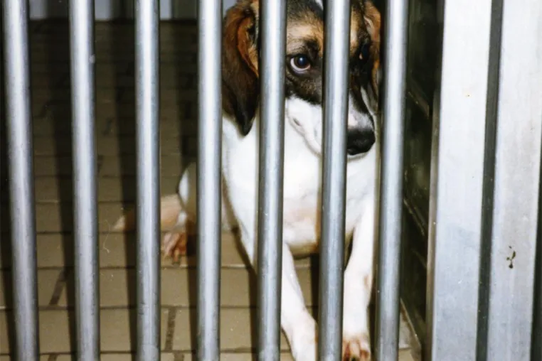 Verdacht auf illegale Tierversuche an Hunden in Erlangen Bild: Verdacht auf illegale Tierversuche an Hunden in Erlangen