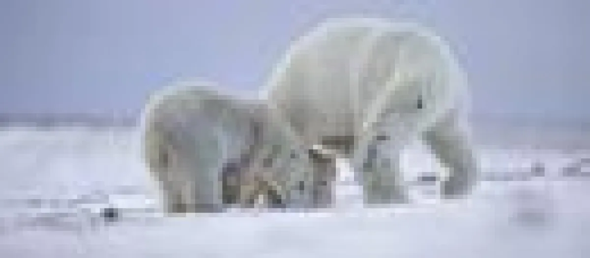 bfs / Brand Canada Library