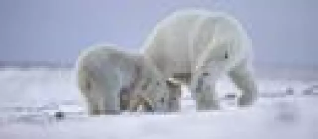 Bild: 27. Februar: Tag des Eisbären – Ehre dem Riesen auf der Scholle