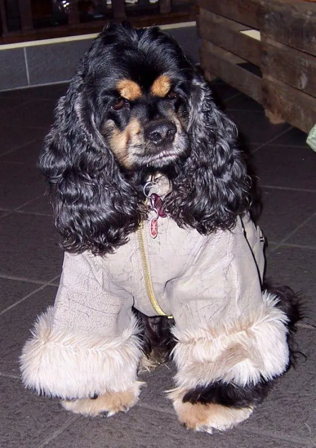 American Cocker Spaniel