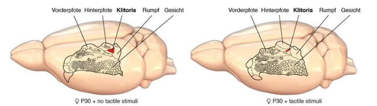Scheme of the somatosensory humunculus of the rat cortex (Shimpei Ishiyama)