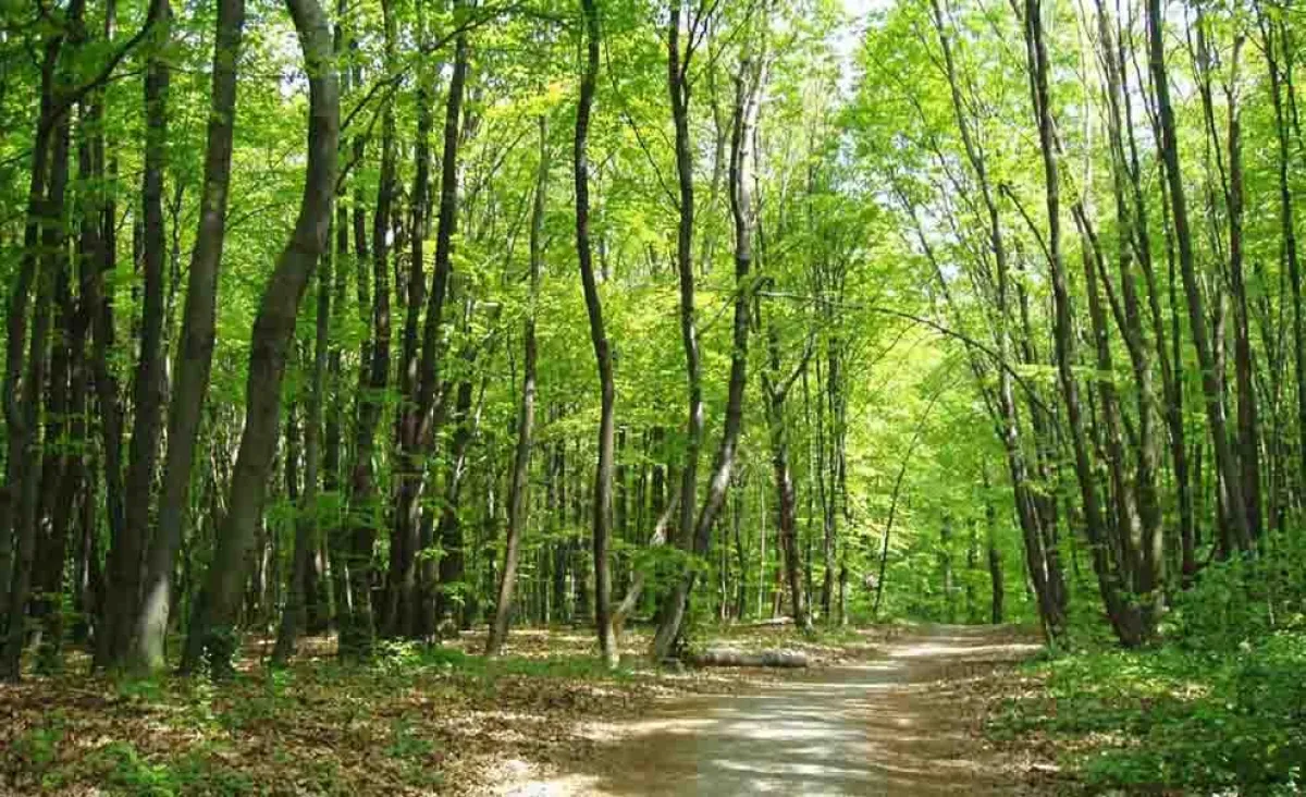 Holzvorräte in Deutschlands Wäldern nehmen trotz steigender Nachfrage zu – Wichtige Funktion als Kohlenstoffsenke