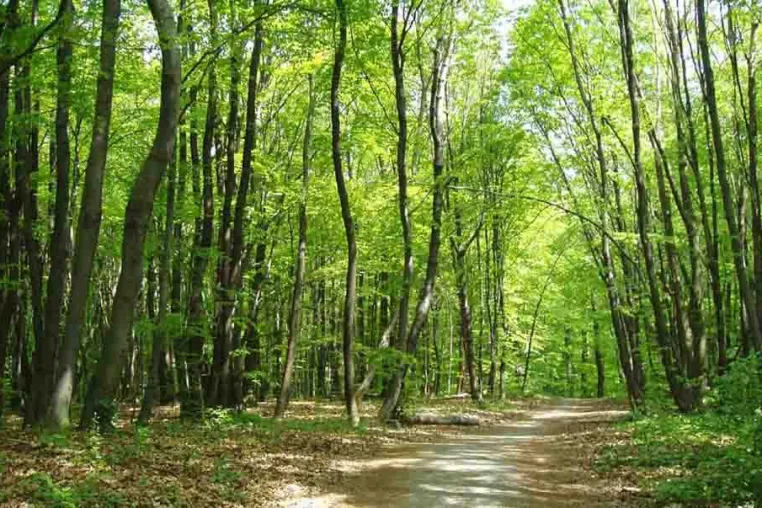 Bild: HKI: Waldfläche wächst - Für Scheitholz und Pellets wird kein zusätzlicher Baum gefällt
