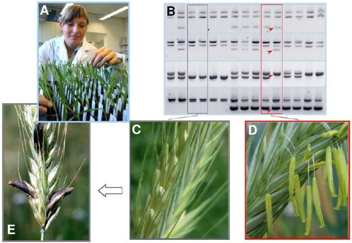 A: Laboranalyse der Pflanzen; B: DNA-Markerfragmente (Pfeile) zeigen an, ob Rfp1 vorhanden ist; C: Fehlt Rfp1, wird kein Pollen gebildet; mögliche Folge: Mutterkornbefall (E); D: Ist Rfp1 vorhanden, k