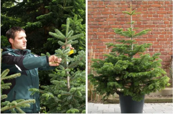 Bild: Lebende Weihnachtsbäume als nachhaltige Alternative bei der Straßendekoration