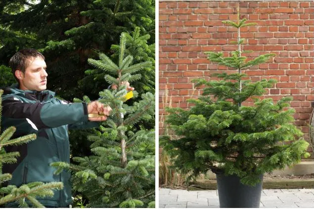 Lebende Weihnachtsbäume als nachhaltige Alternative bei der Straßendekoration Bild: Lebende Weihnachtsbäume als nachhaltige Alternative bei der Straßendekoration