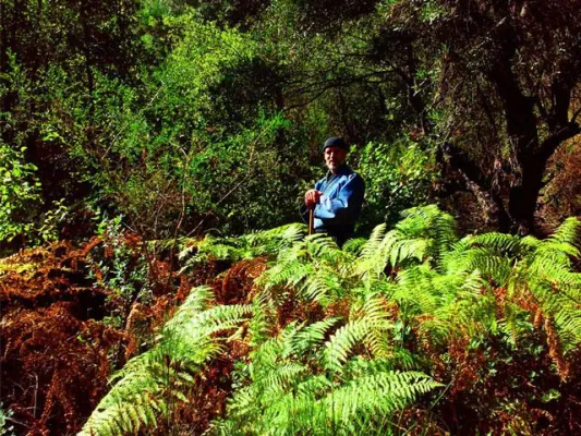Bild: Shinrin Yoku Natural Health in the Forest