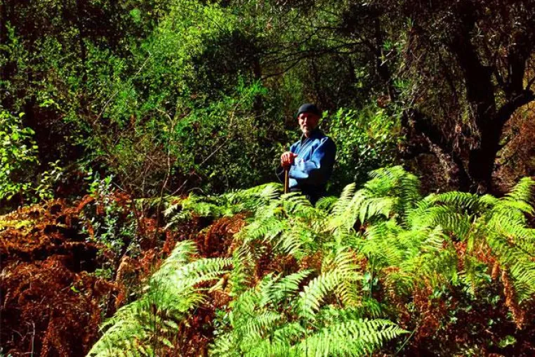 Bild: Shinrin Yoku Natural Health in the Forest