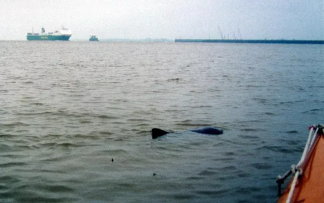 Bild: Großer Lauschangriff auf kleine Weser-Wale