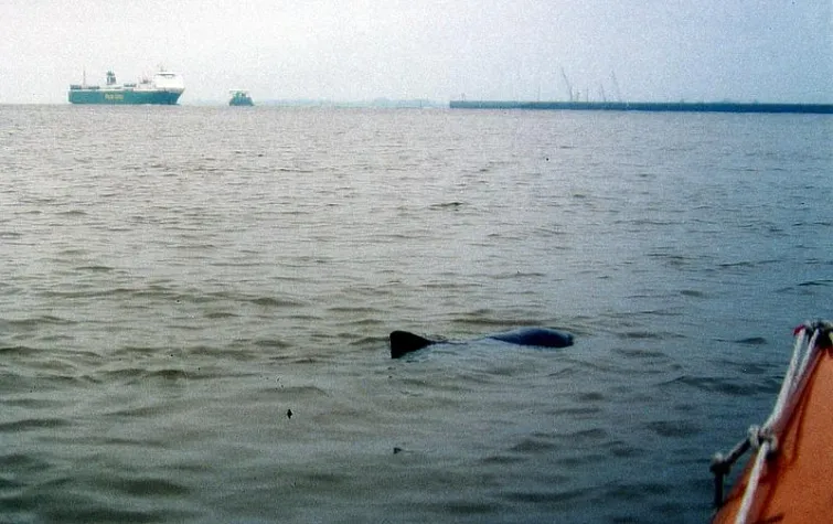 Bild: Großer Lauschangriff auf kleine Weser-Wale