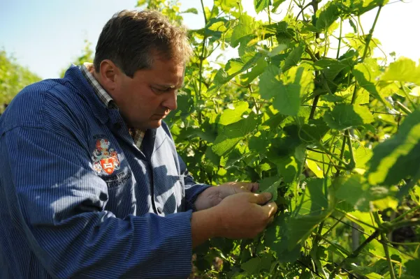 Bild: Weinjahrgang 2019: Das Weingut Freiherr von Gleichenstein erwartet gesunde Trauben bei kleinerer Lesemenge