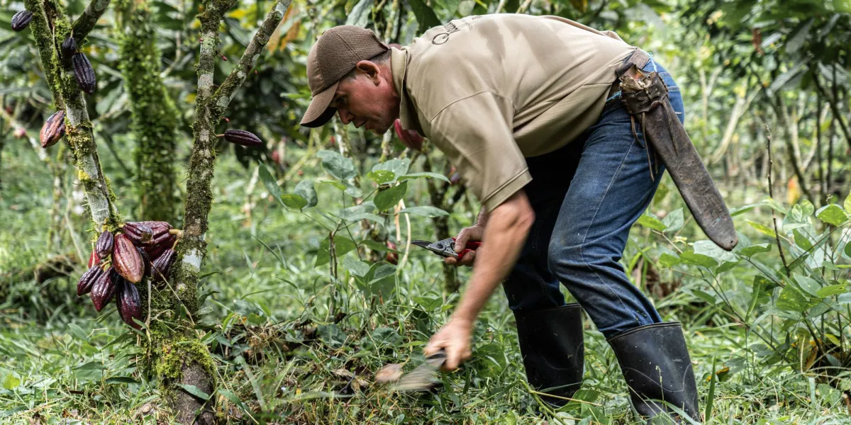 Mitarbeiter von Rausch auf der Edelkakao-Plantage in Costa Rica (© Rausch GmbH)