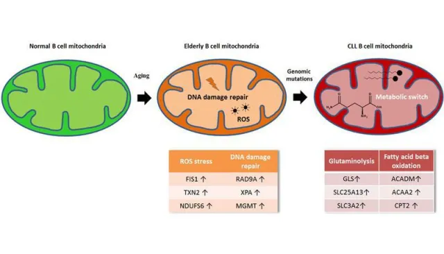 Bild: Alternativer Entstehungsprozess für Blutkrebs entschlüsselt