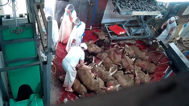 Bild: Nach Aufdeckung von Tierquälerei im Schlachthof in Elsfleth: Staatsanwaltschaft hat Ermittlungen aufgenommen