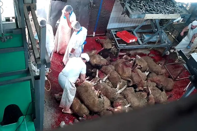 Bild: Nach Aufdeckung von Tierquälerei im Schlachthof in Elsfleth: Staatsanwaltschaft hat Ermittlungen aufgenommen