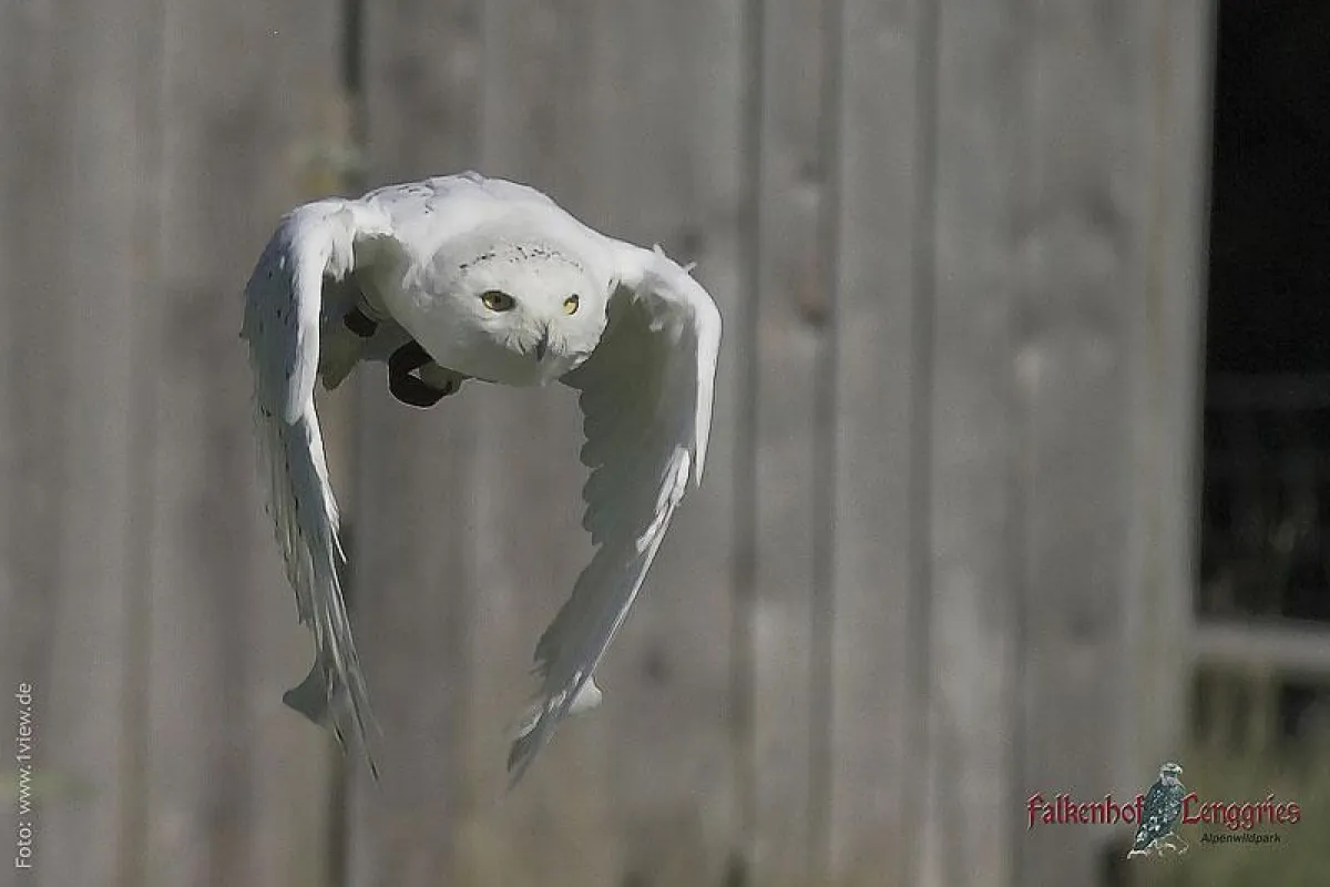 Schneeeule Hedwig im Flug
