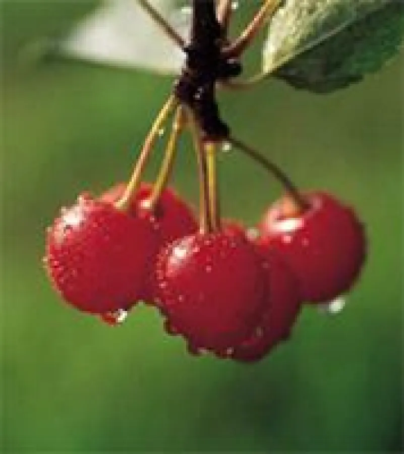 Li: Jochen Kranzer, re: Michal Kolasinski, Copyright: E-virtuoses