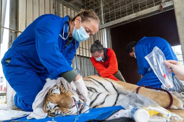 Bild: Sechs Tiger aus Privathaltung gerettet ― AAP übernimmt Verantwortung und fordert mehr Regulierung