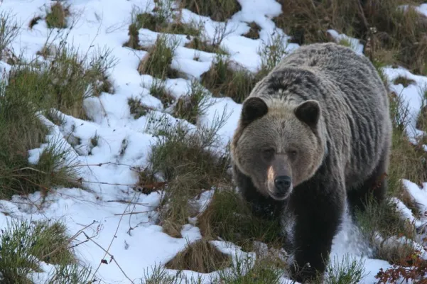 Bild: Klimaerwärmung ist schuld am Rückgang der Braunbären in Europa