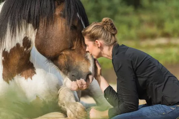 CREMARE Tierkrematorien dürfen künftig auch Pferde einäschern Bild: CREMARE Tierkrematorien dürfen künftig auch Pferde einäschern