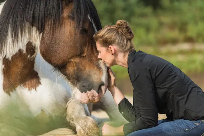 CREMARE Tierkrematorien dürfen künftig auch Pferde einäschern Bild: CREMARE Tierkrematorien dürfen künftig auch Pferde einäschern