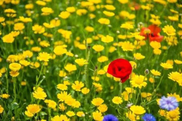 Bild: Das Fichtelgebirge als Vorreiter im Arnika-Schutz: Spezielle Themenwege, eigene Arnika-Tinktur & Co.