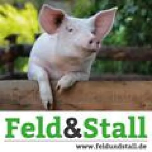 Bild: Frühling ist Zeit der Vogelmilben - Hühner wirksam & natürlich schützen