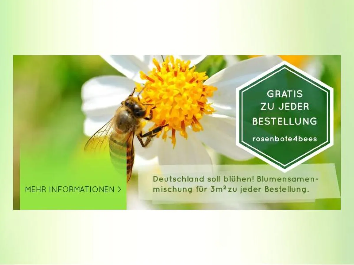 rosenbote 4 bees