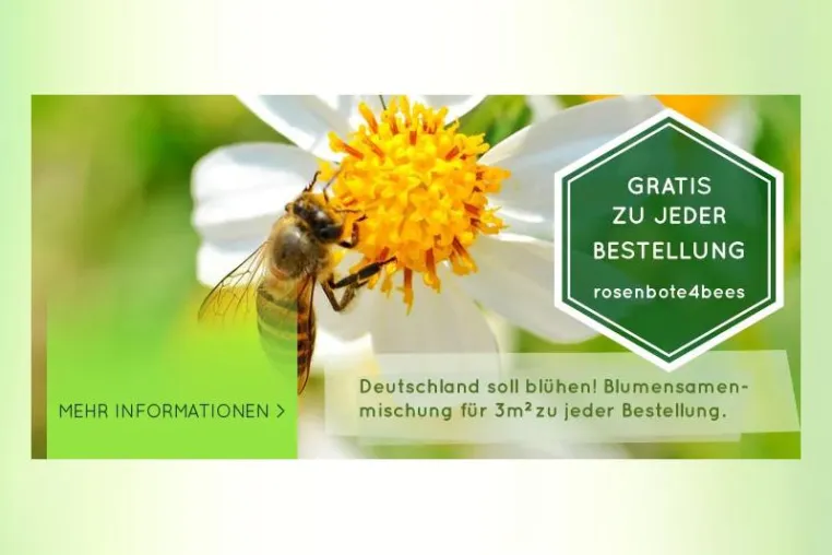 Weil die Lebensräume schwinden, schwirren sie ab. Bild: Weil die Lebensräume schwinden, schwirren sie ab.
