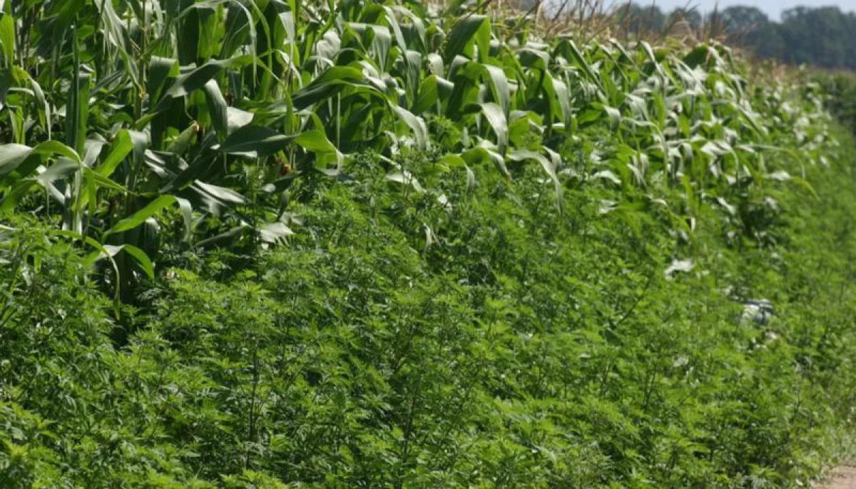 Ragweed ist in Österreich berüchtigt für seinen stark allergenen Pollen. Darüber hinaus kann die Art auch zu massiven Ertragsausfällen in der Landwirtschaft führen, wie hier im Maisfeld. (Copyright:Fr