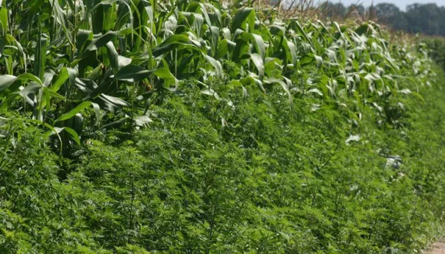 Bild: Wenn die Tigermücke zum Problem wird