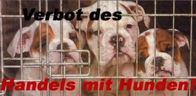 Bild: Bereits über 1.000 Unterzeichner der Petition für ein Verbot des Handels mit Hunden.