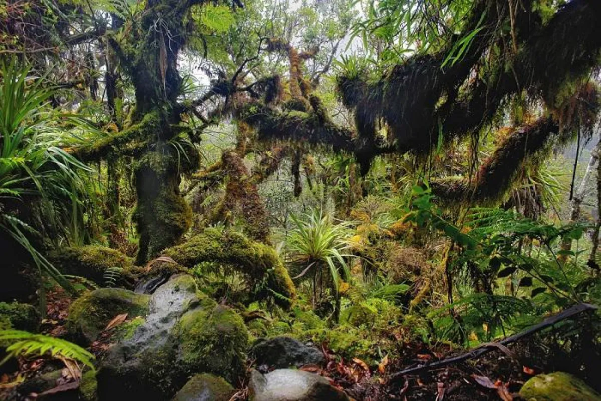 Tropenwald von Berbour (IRT/H. Douris)