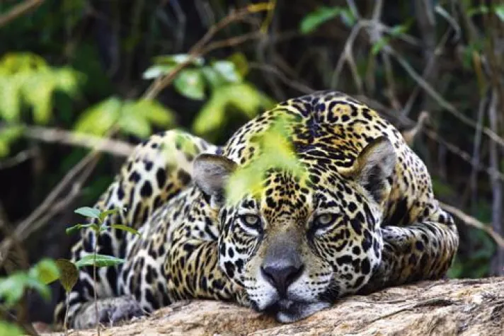 Bild: Von A(ntilope) bis Z(ebra)