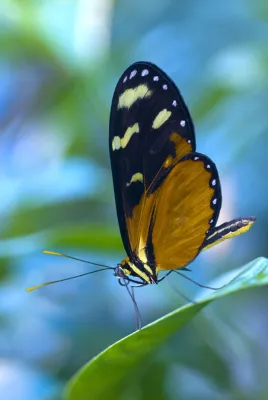 Bild: Makrofotografie: Fotoseminar „Tropische Schmetterlinge im Botanika Bremen“