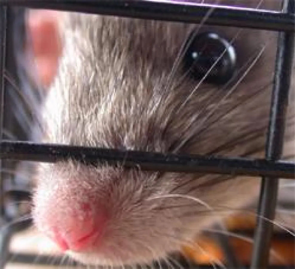 Ergebnisse aus Tierversuchen mit Ratten sind nicht auf den Menschen übertragbar.