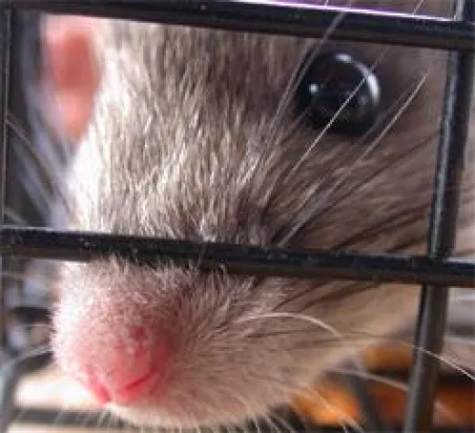 Bild: Tierversuche nicht übertragbar - Neue Studie beweist wesentliche Unterschiede zwischen Ratten und Menschen