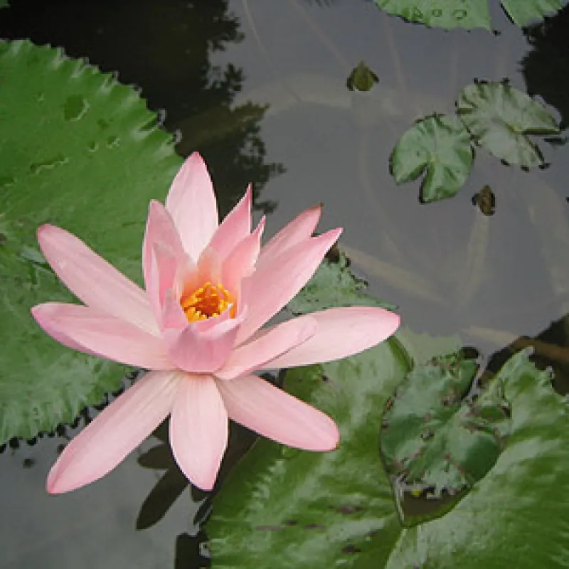 Bei sorgfältiger Teichpflege im Frühjahr verwandelt sich Ihr Gartenteich im Sommer in einen blühenden Wassergarten.
