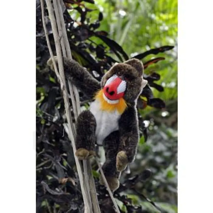 Freundlicher Mandrill aus unserem Sortiment